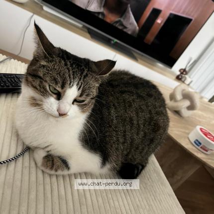 Foto 1/1 Monreo Chat perdido en Lesneven