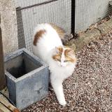 Foto del gato perdido en La Grande Verriere