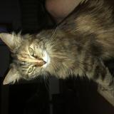 Foto del gato perdido en Lancon