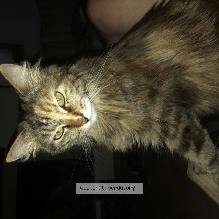 Foto 1/1 Boubou Chat perdido en Lancon