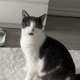 Foto del gato perdido en Montreuil