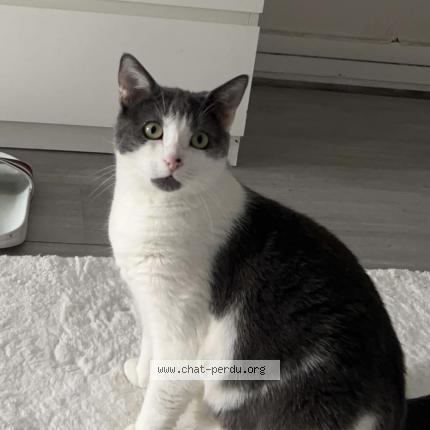 Foto 1/1 Tchika Chat perdido en Montreuil