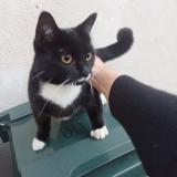 Foto de gato encontrado en Bourges