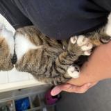 Foto del gato perdido en Saint Vivien