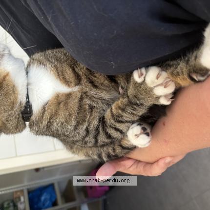 Foto 1/1 Luffy Chat perdido en Saint vivien