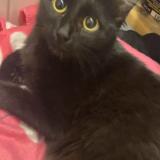 Foto del gato perdido en Marseille