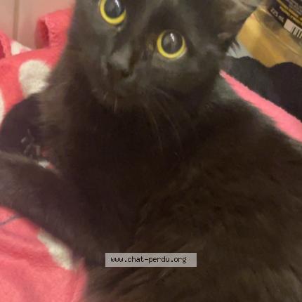 Foto 1/1 L Ochju Chat perdido en Marseille