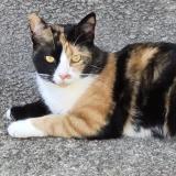 Foto del gato perdido en Tauves