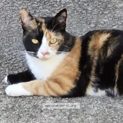 Foto 1/2 Olympe chipoune chipounette Chat perdido en Tauves