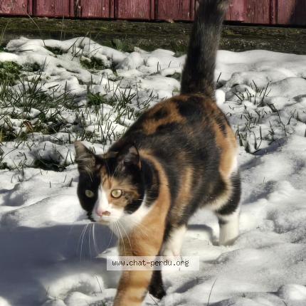 Foto 2/2 Olympe chipoune chipounette Chat perdido en Tauves