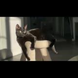 Foto del gato perdido en Hyeres