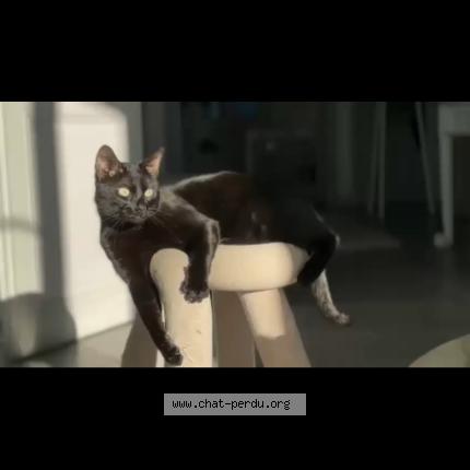 Foto 1/1 chatchat Chat perdido en Hyeres