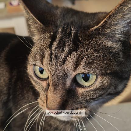 Foto 1/1 Rubis Chat perdido en Tournai