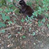 Foto del gato perdido en Plouguernevel