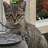 Foto del gato perdido en Gainesville