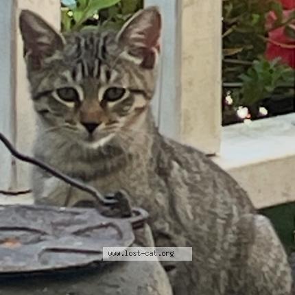 Foto 1/1 Smalls Chat perdido en Gainesville