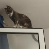 Foto del gato perdido en Carqueiranne