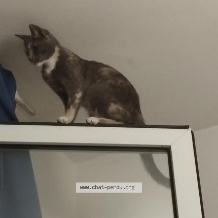 Foto 1/1 Kaya Chat perdido en Carqueiranne