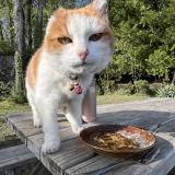 Foto del gato perdido en Gex