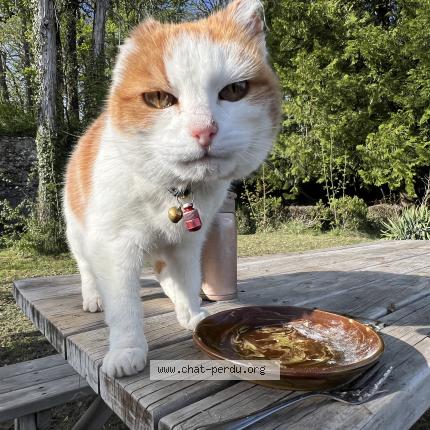 Foto 1/1 Bänz Chat perdido en Gex