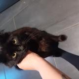 Foto del gato perdido en Corneilhan