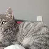 Foto del gato perdido en St Germain Sur Moine