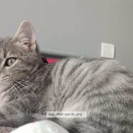 Foto 1/1 Mochi Chat perdido en St germain sur moine