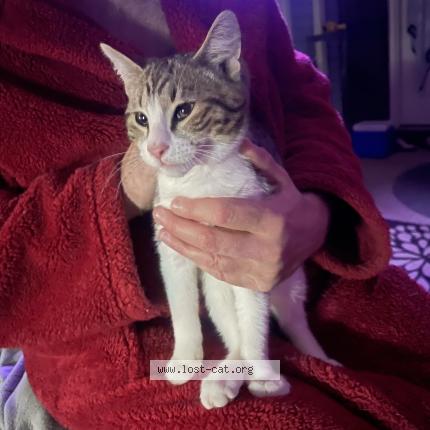 Foto 1/1 Gato encontrado Encontrado en Loganville