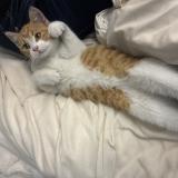 Foto de gato encontrado en Nantes