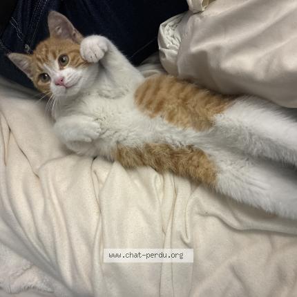 Foto 1/1 Gato encontrado Encontrado en Nantes