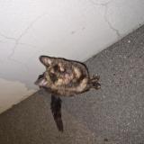 Foto de gato encontrado en Bourg De Peage