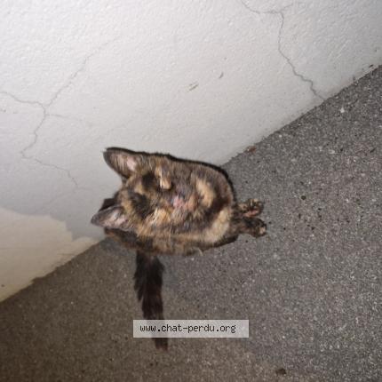 Foto 1/1 Gato encontrado Encontrado en Bourg de peage