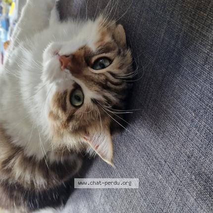 Foto 1/1 Happy Chat perdido en Bessancourt