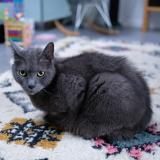 Foto del gato perdido en Saint Maur Des Fosses