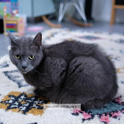 Foto 1/1 Rambo Chat perdido en Saint maur des fosses