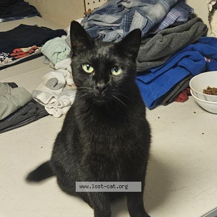 Foto 1/1 Halftail Chat perdido en Riverview