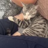 Foto del gato perdido en Vierzon