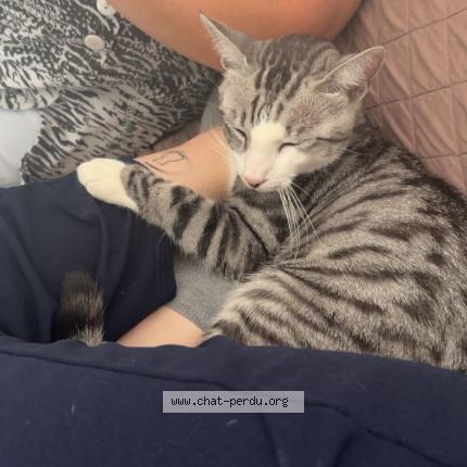 Foto 1/1 Milo Chat perdido en Vierzon
