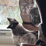 Foto de gato encontrado en Francheville