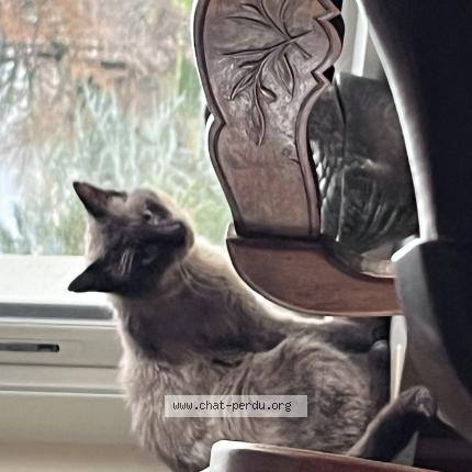 Foto 1/1 Gato encontrado Encontrado en Francheville