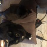 Foto del gato perdido en Choisy Le Roi