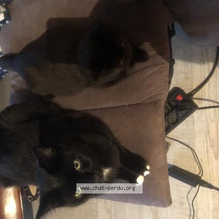 Foto 1/1 Winnie Chat perdido en Choisy le roi