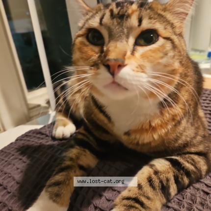 Foto 1/1 Tiny Chat perdido en Portland