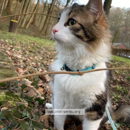 Foto 1/1 Réglisse Chat perdido en Montreuil