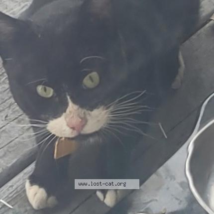 Foto 1/1 Gato encontrado Encontrado en Allston