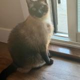 Foto del gato perdido en Vernon