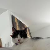 Foto del gato perdido en Boca Raton