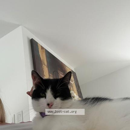 Foto 1/1 VENUS Chat perdido en Boca raton