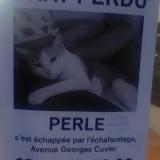 Foto del gato perdido en Agen