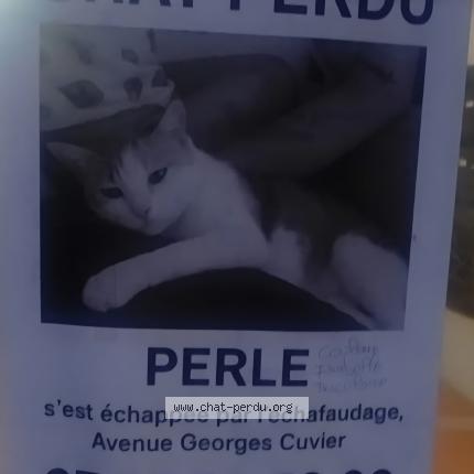Foto 1/1 Perle Chat perdido en Agen